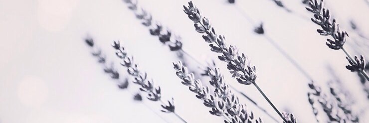rominaars's profile banner image