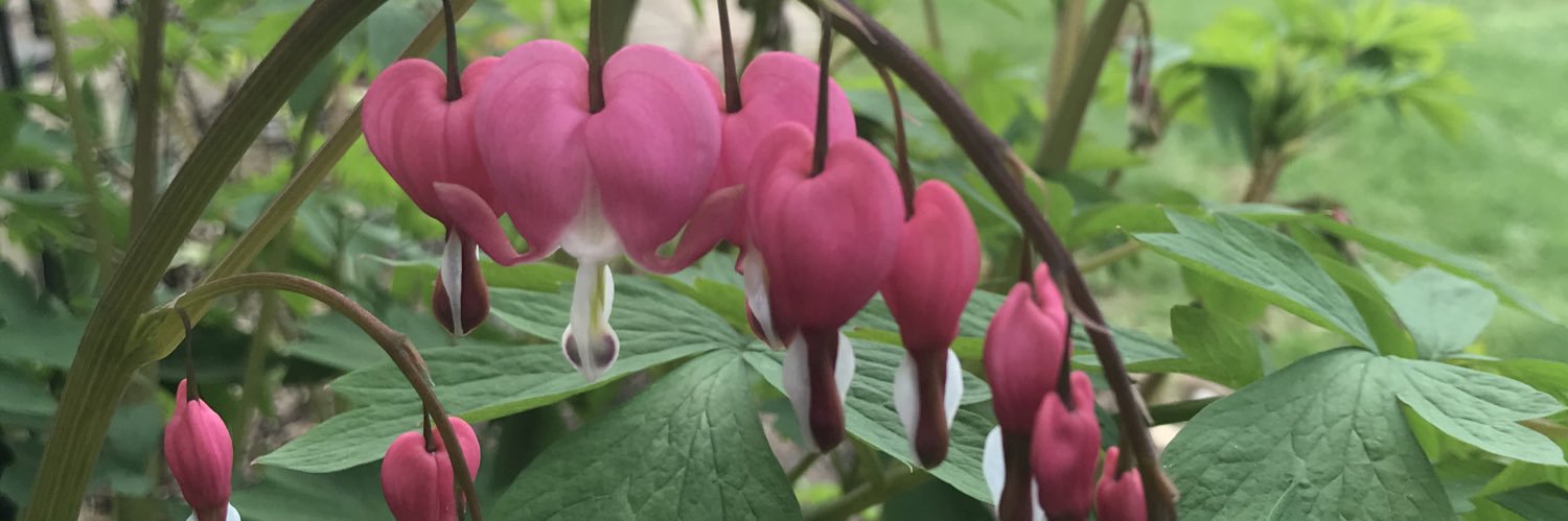 Dr. Jessica Replogle banner