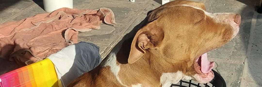 queinfernoisso's profile banner image