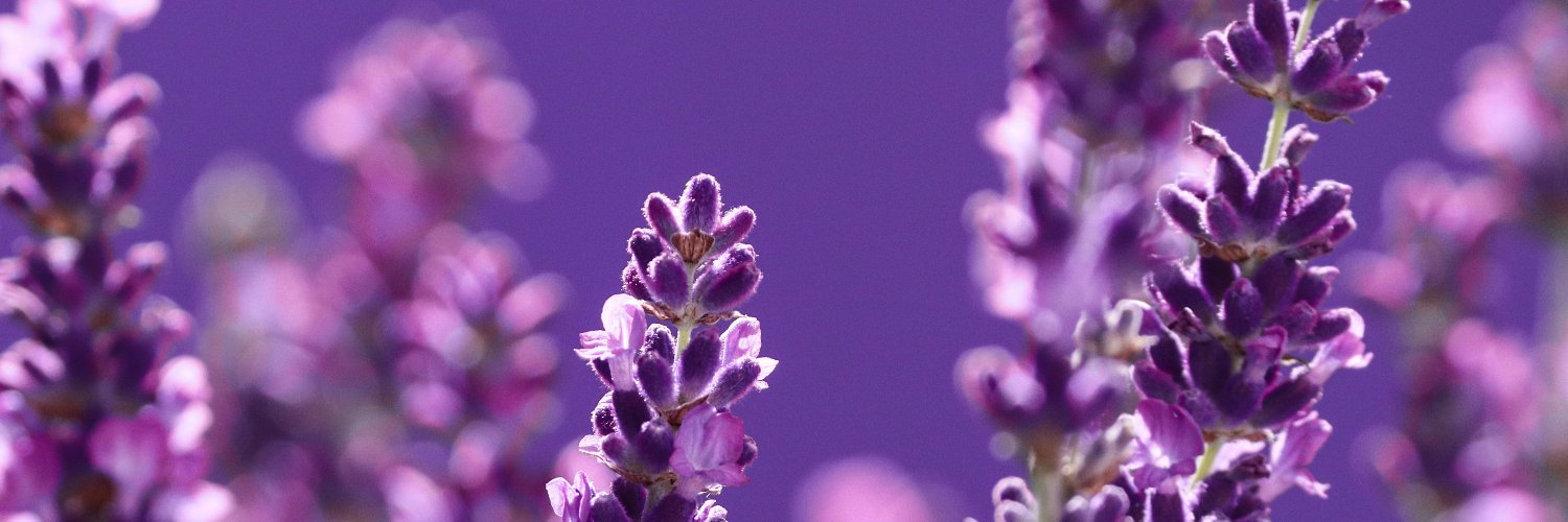Urginea's profile banner image