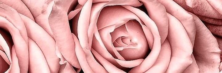 laylaevette's profile banner image