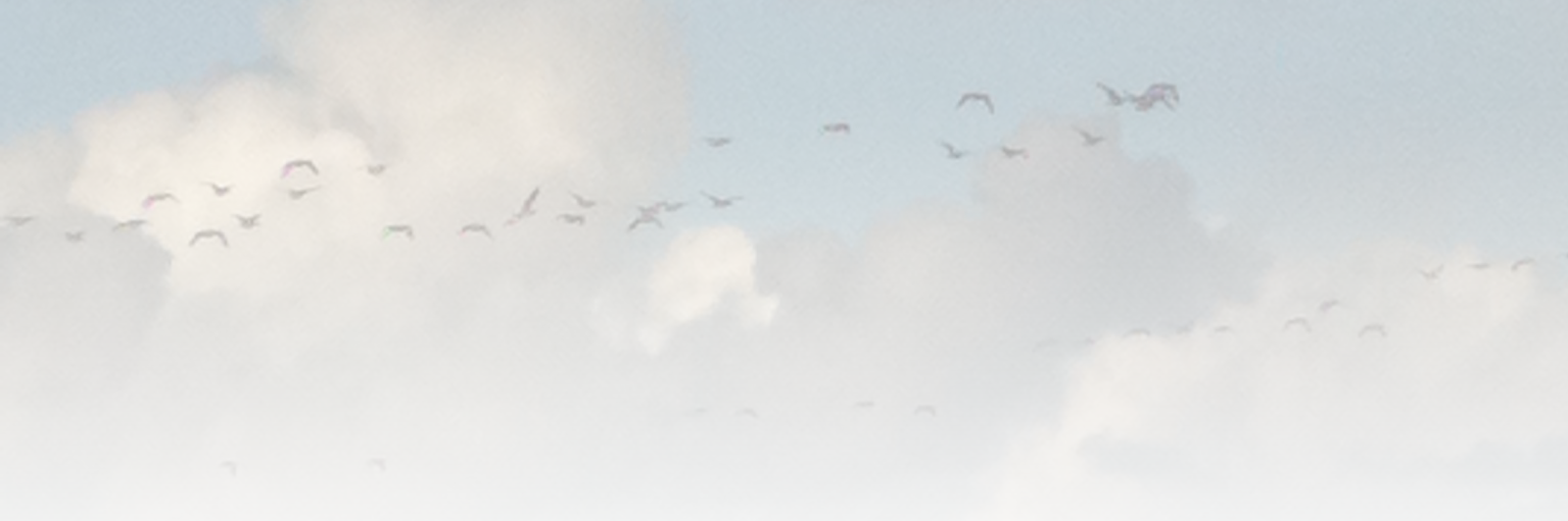 Fetsje's profile banner image