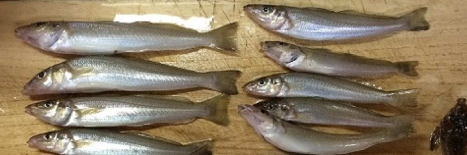 youhefishing's profile banner image