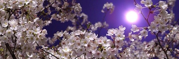 HageSake's profile banner image