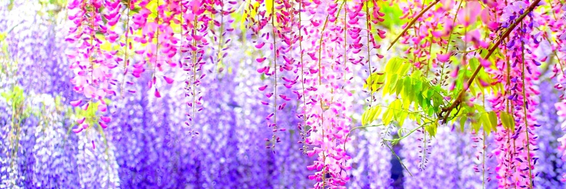 SanoobarMalik's profile banner image