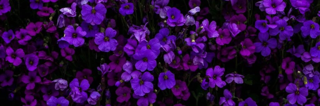 WagnerJaimie's profile banner image