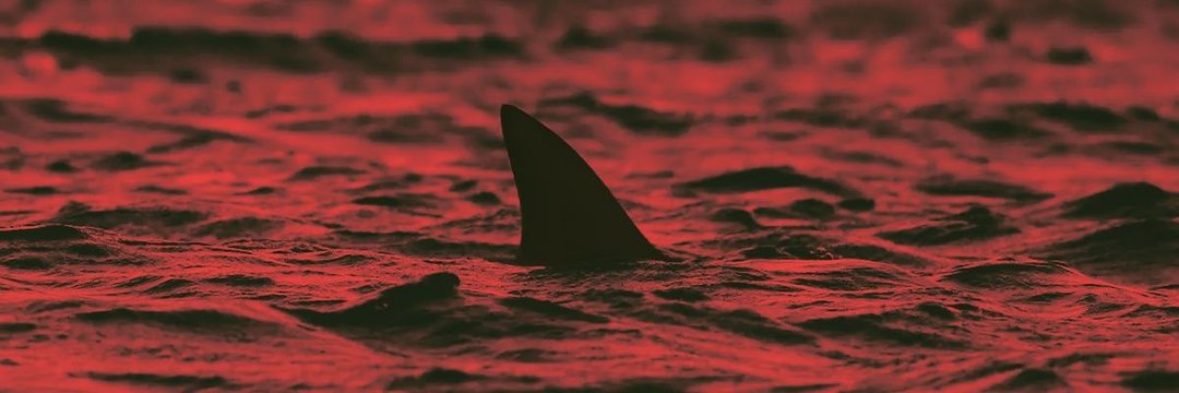 Notorious Shark banner