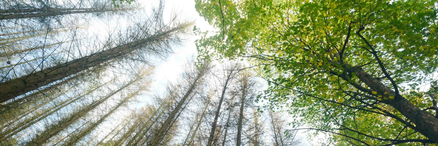 matthias schickhofer banner