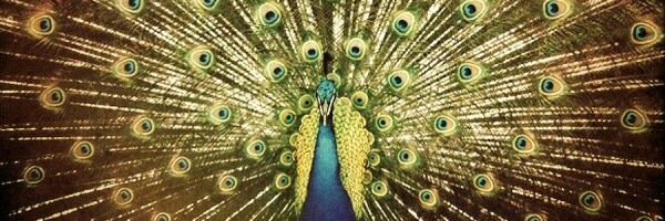 jamesharriganLC's profile banner image