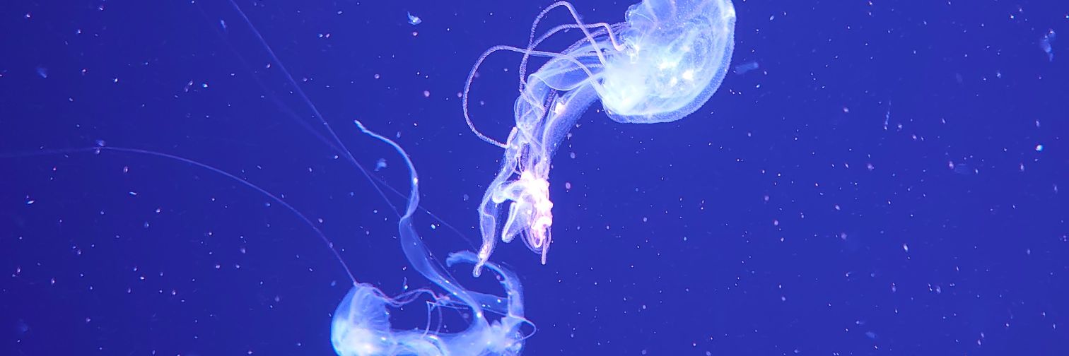 空箱の中身(取引用) banner