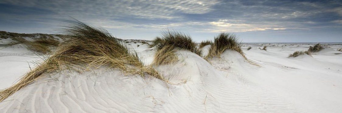 Tom Rustebiel 🐝 🚴 banner