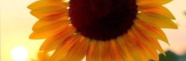Solmanzo's profile banner image