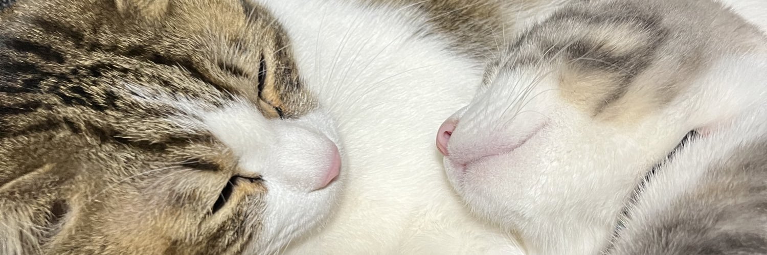 PinaRabbit0820's profile banner image