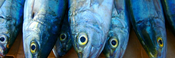 SI_pix Profile Banner