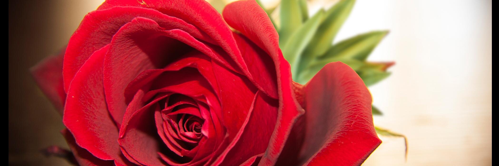 RoseAlexander33's profile banner image