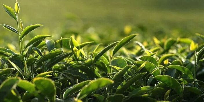 Thathe_Net's profile banner image