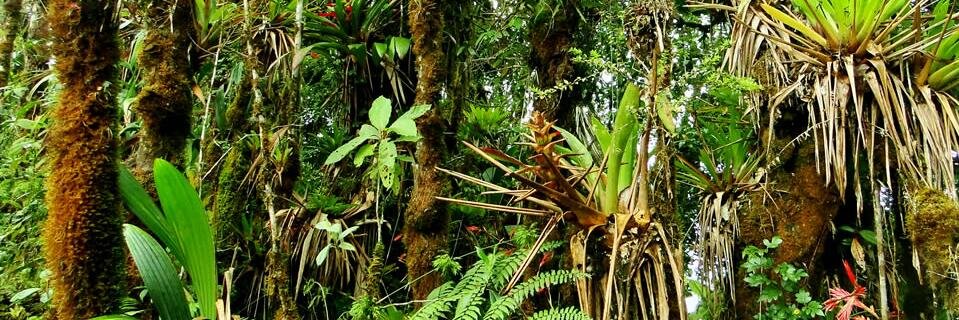 MisionVAmazonia's profile banner image