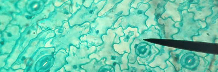 🧬Noel Pauller🧪 banner