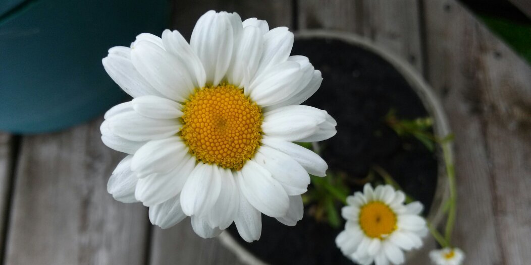 DaisywithPOTS's profile banner image