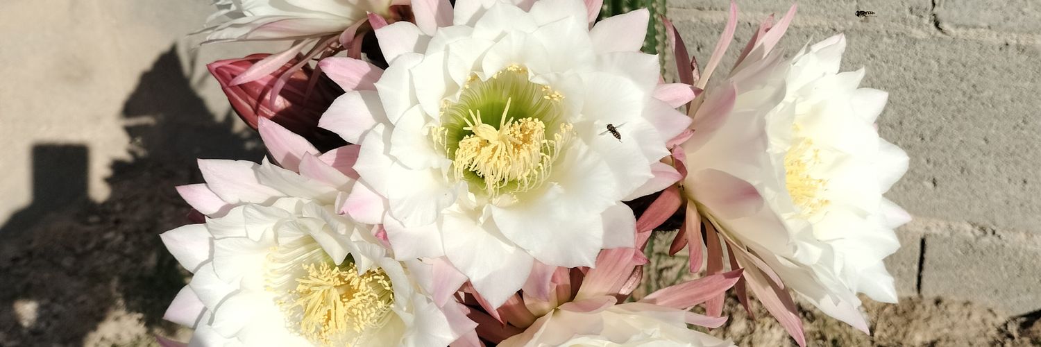 antonisoleicull's profile banner image