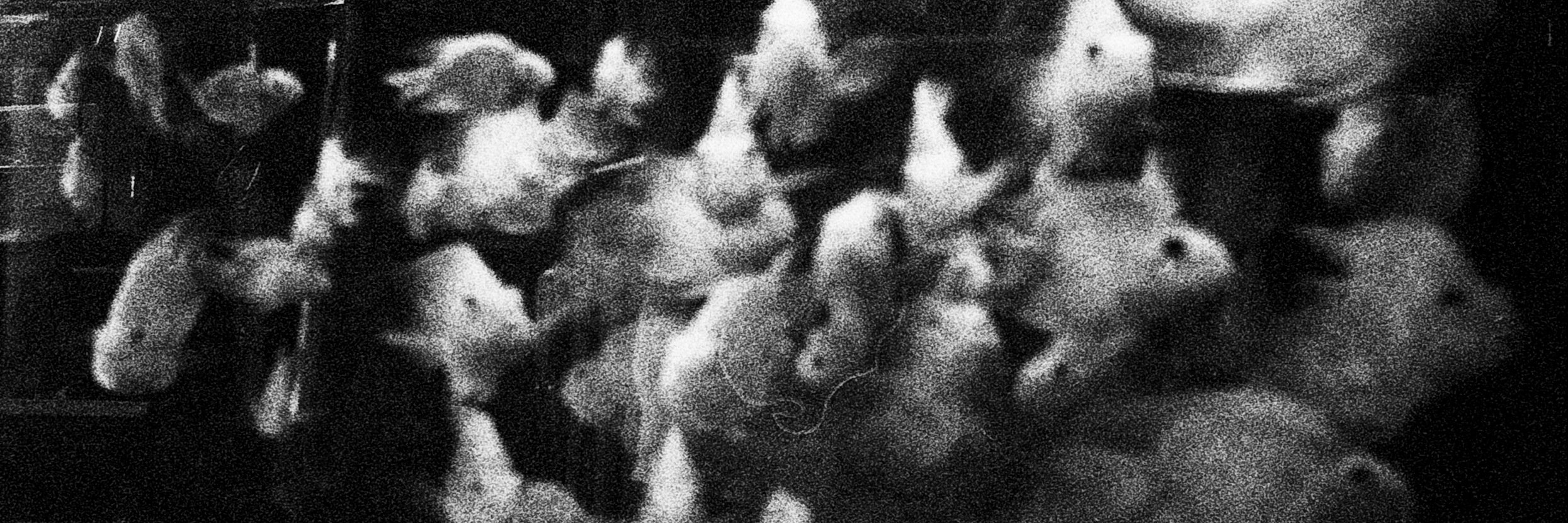 michela palermo banner