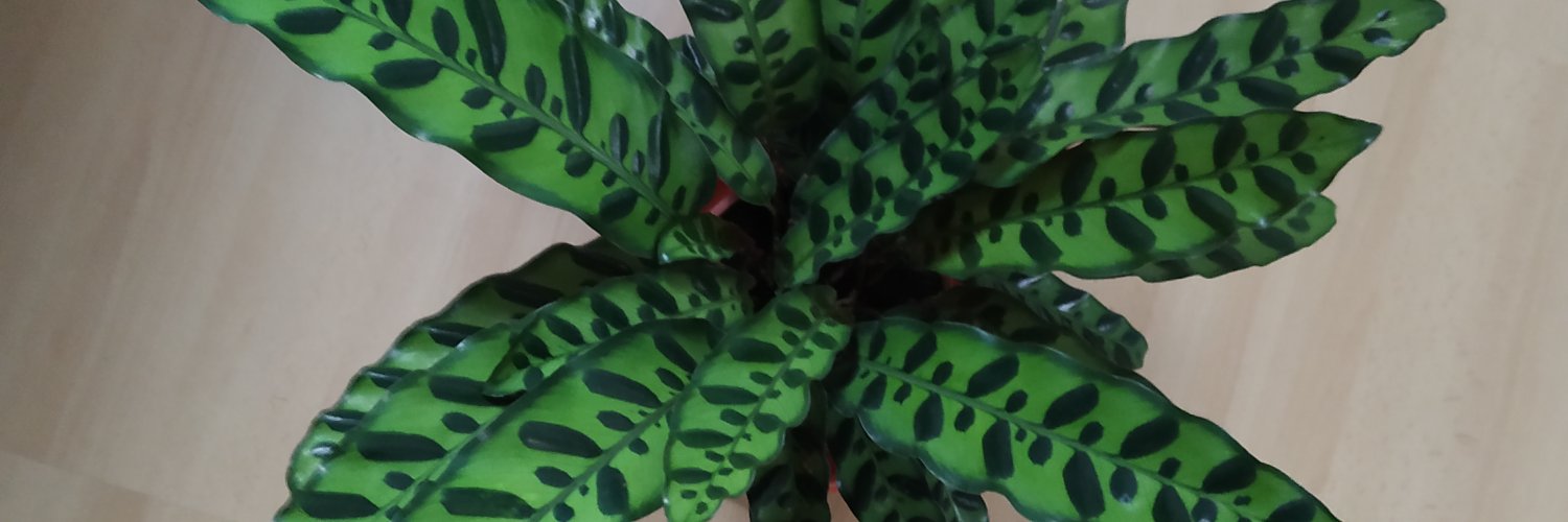 SnoopDuuck's profile banner image