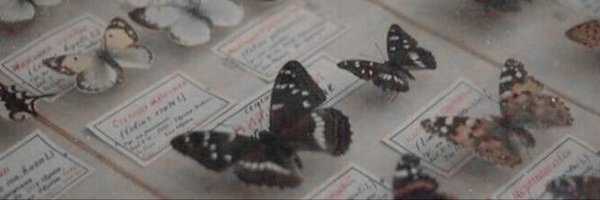 ackieowa Profile Banner