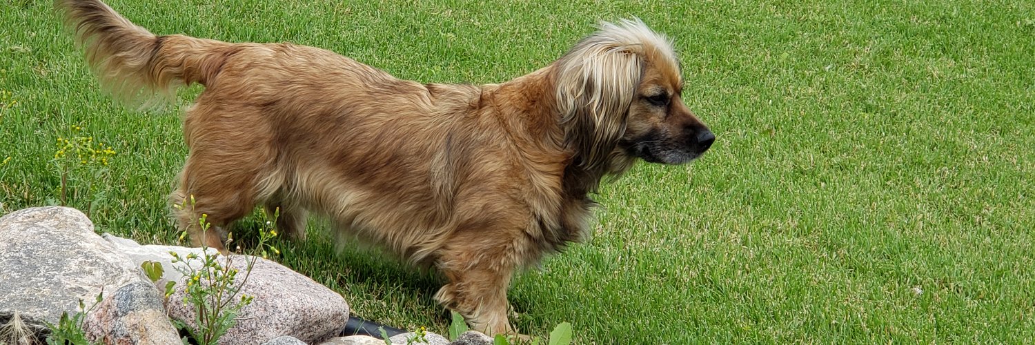 Martin MacCool🍁 banner