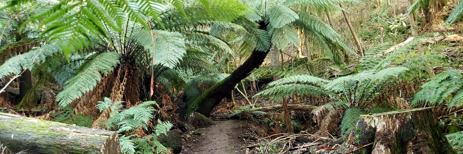 Wicked Walkabout banner