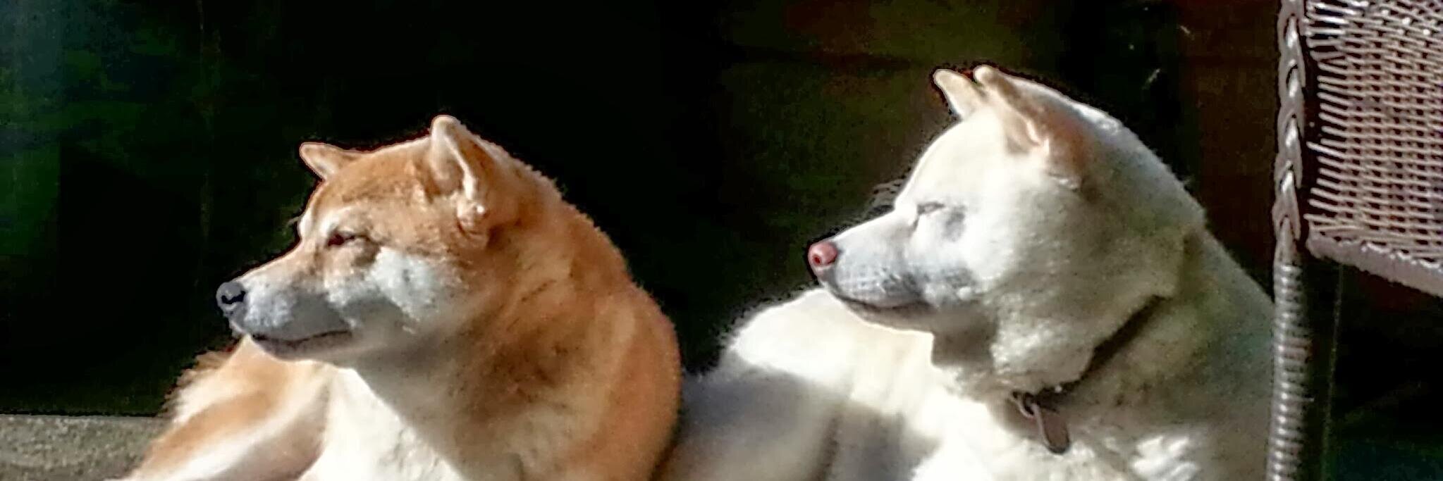 EricDoge's profile banner image