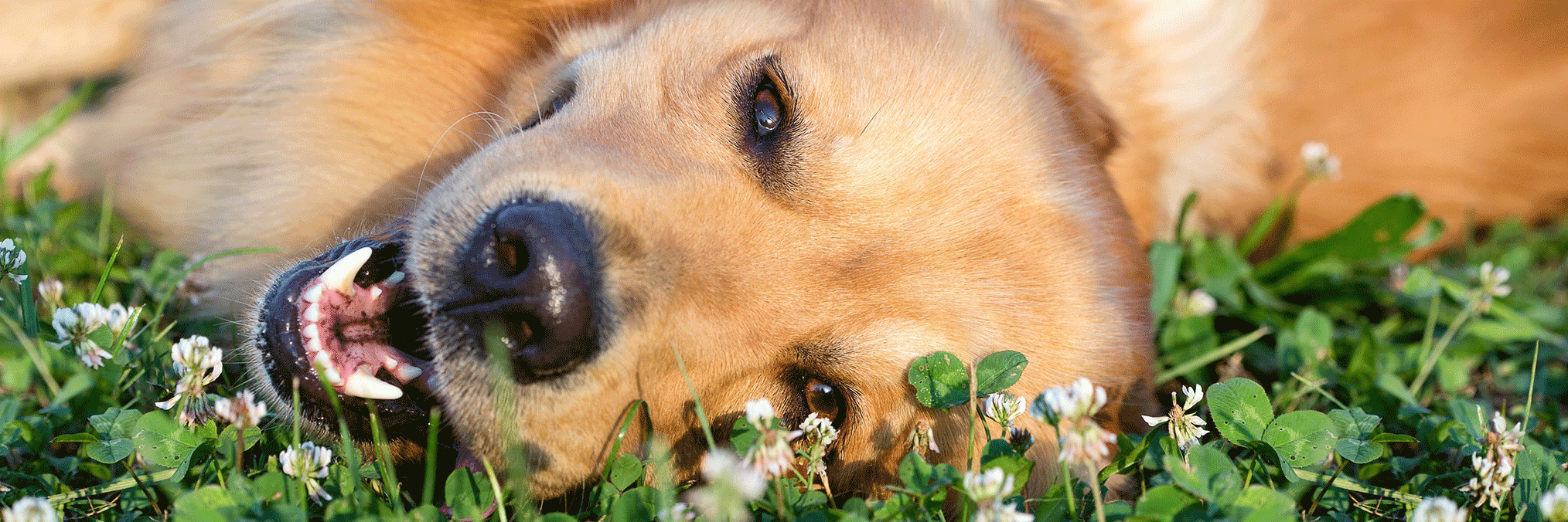 123petdogs's profile banner image