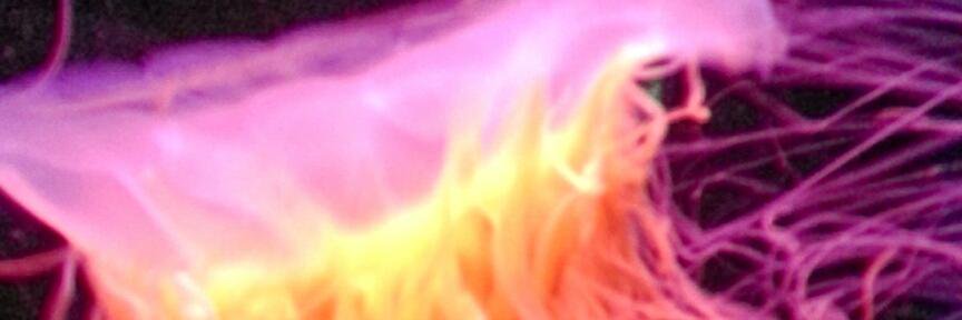 ravenseternal's profile banner image