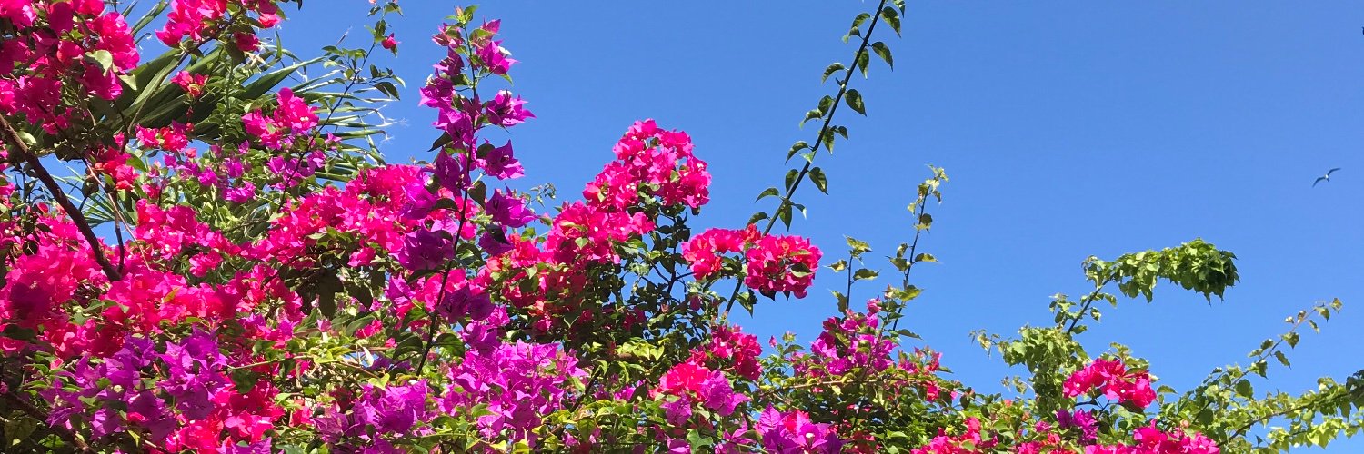 Rachel (she/her) banner