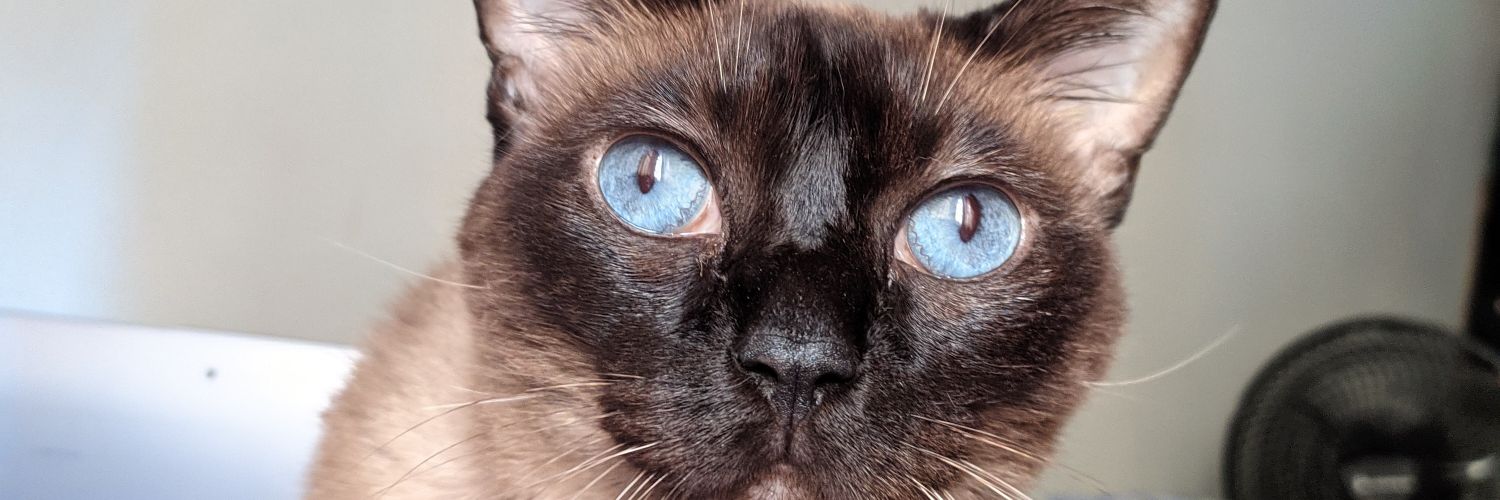 ₕₑₗₗₒ ₑᵤₚₕₒᵣᵢₐ banner