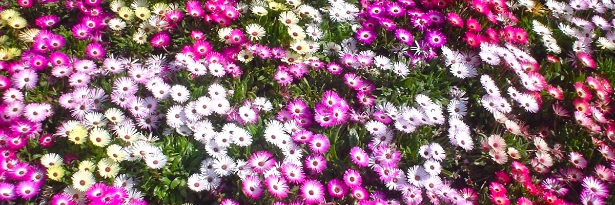 55cbrider's profile banner image