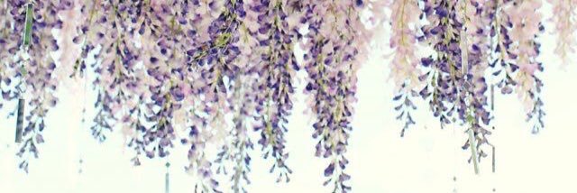allisonmwebb1's profile banner image