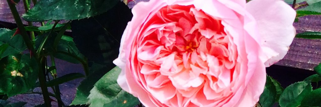 LauraHepburn39's profile banner image