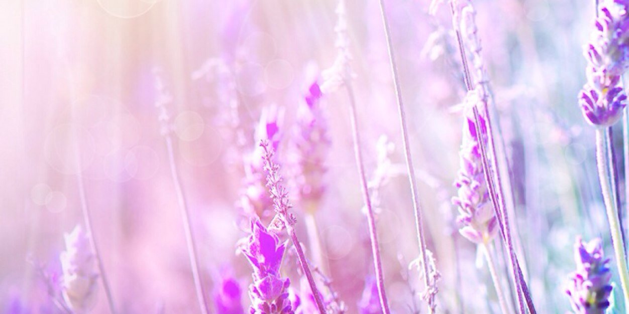 wandvas's profile banner image