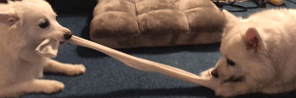 PJ@ThePharm🇨🇦🏴󠁧󠁢󠁳󠁣󠁴󠁿🇳🇴 banner