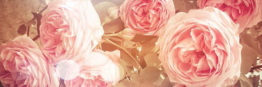 julia_rose_91's profile banner image