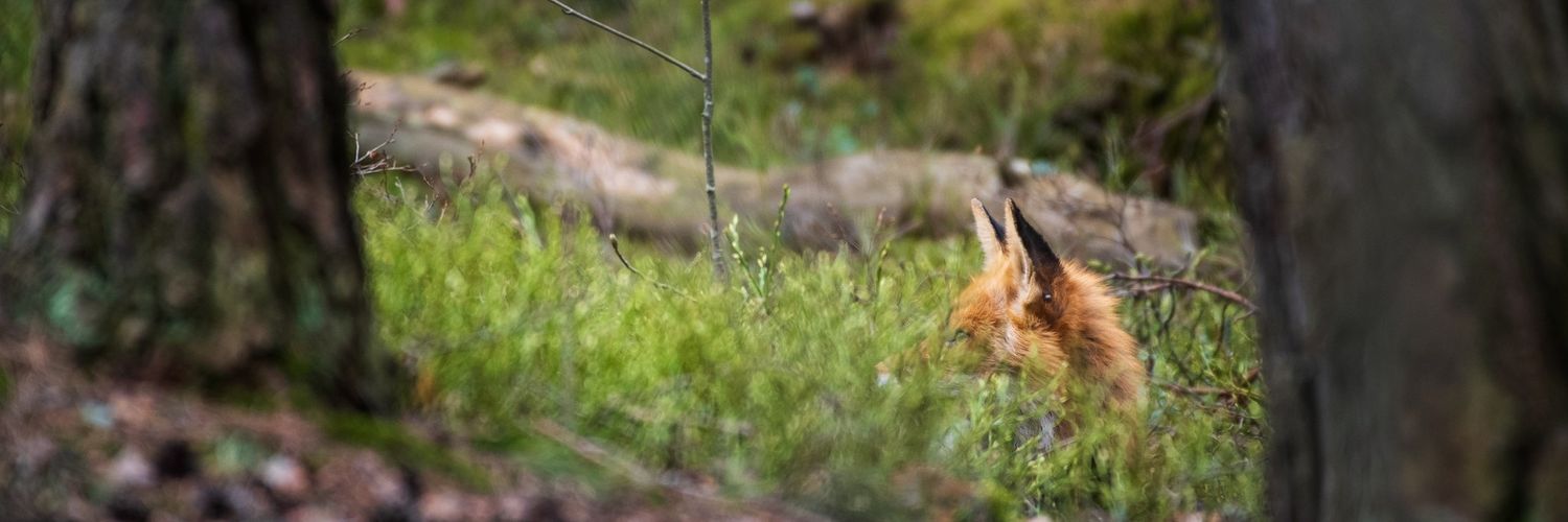 FFeFox 🏜️🦊 banner