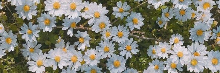 nonaaraf's profile banner image