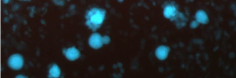 Saenger_Lab banner