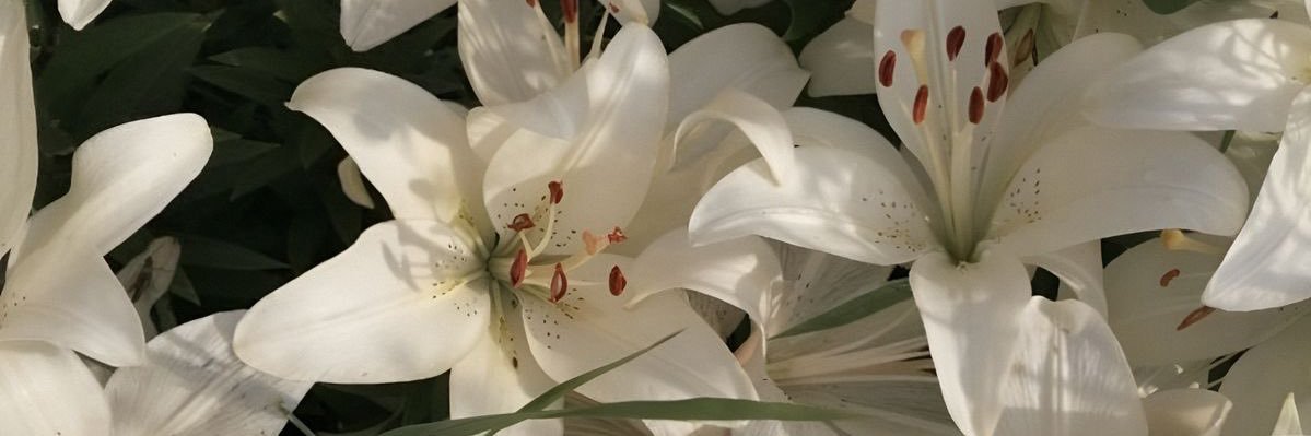 crmnhyf's profile banner image