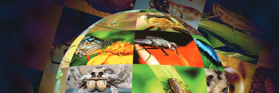 Insect Conservation and Diversity's banner