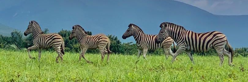Olivier Mavungu banner
