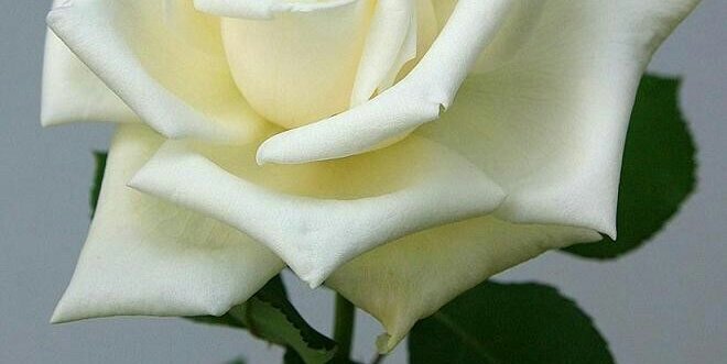 ورده الصبحي banner