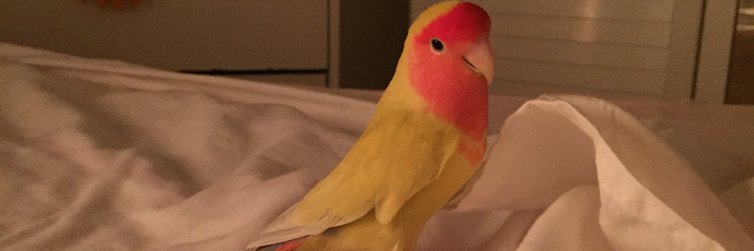 Ana Cleta🐥 banner