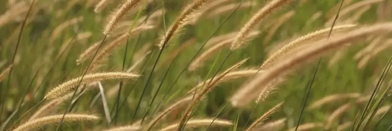 ajibari's profile banner image