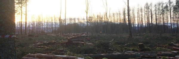 Galbraith_FOR Profile Banner